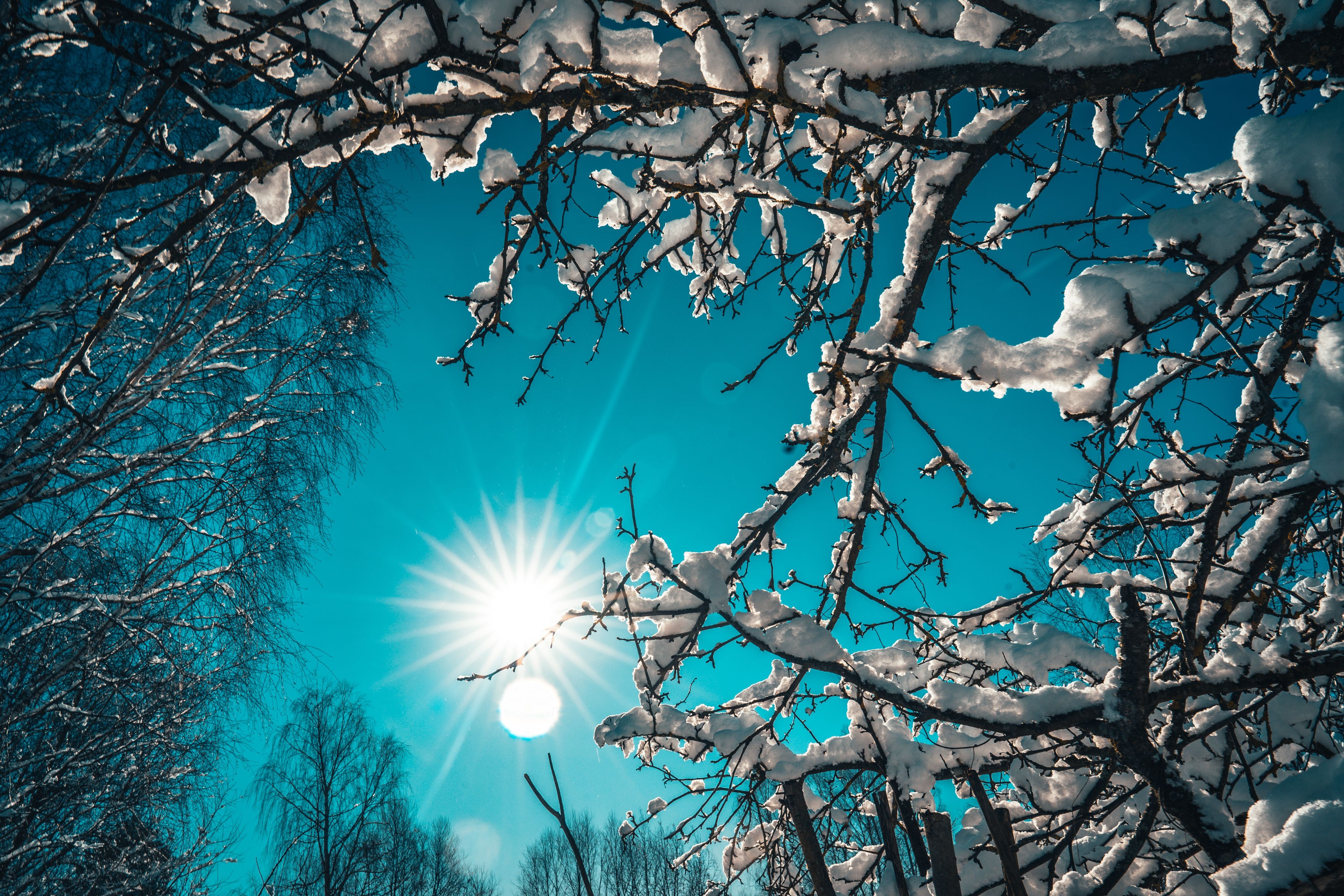 sun rays over bare tree