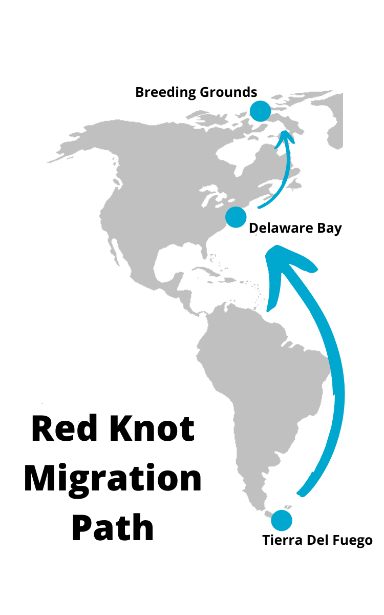 Map showing the migration path of red knots from Tierra Del Fuego in Southern Argentina, to Delaware bay on the east coast of the U.S. to their breeding grounds in the Arctic.