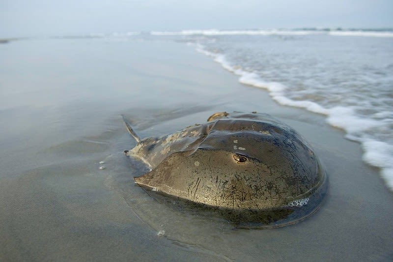 Horseshoe crab on a beach.