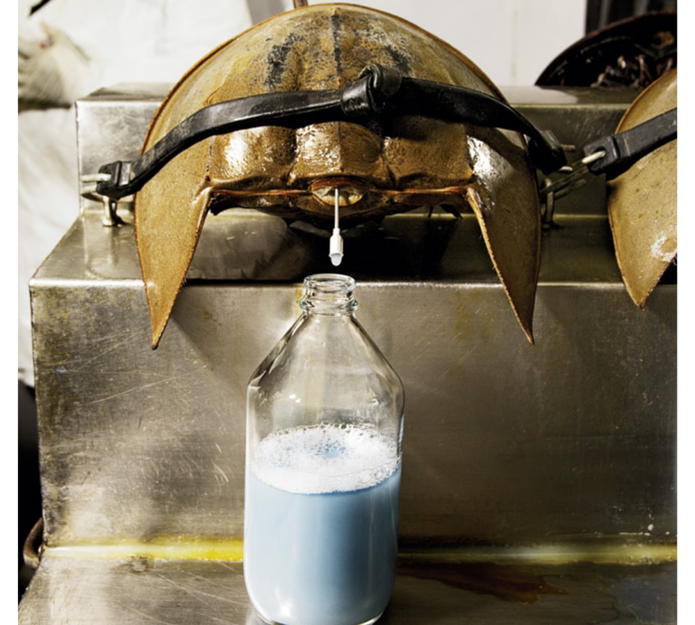 Horseshoe crab blue blood extraction.