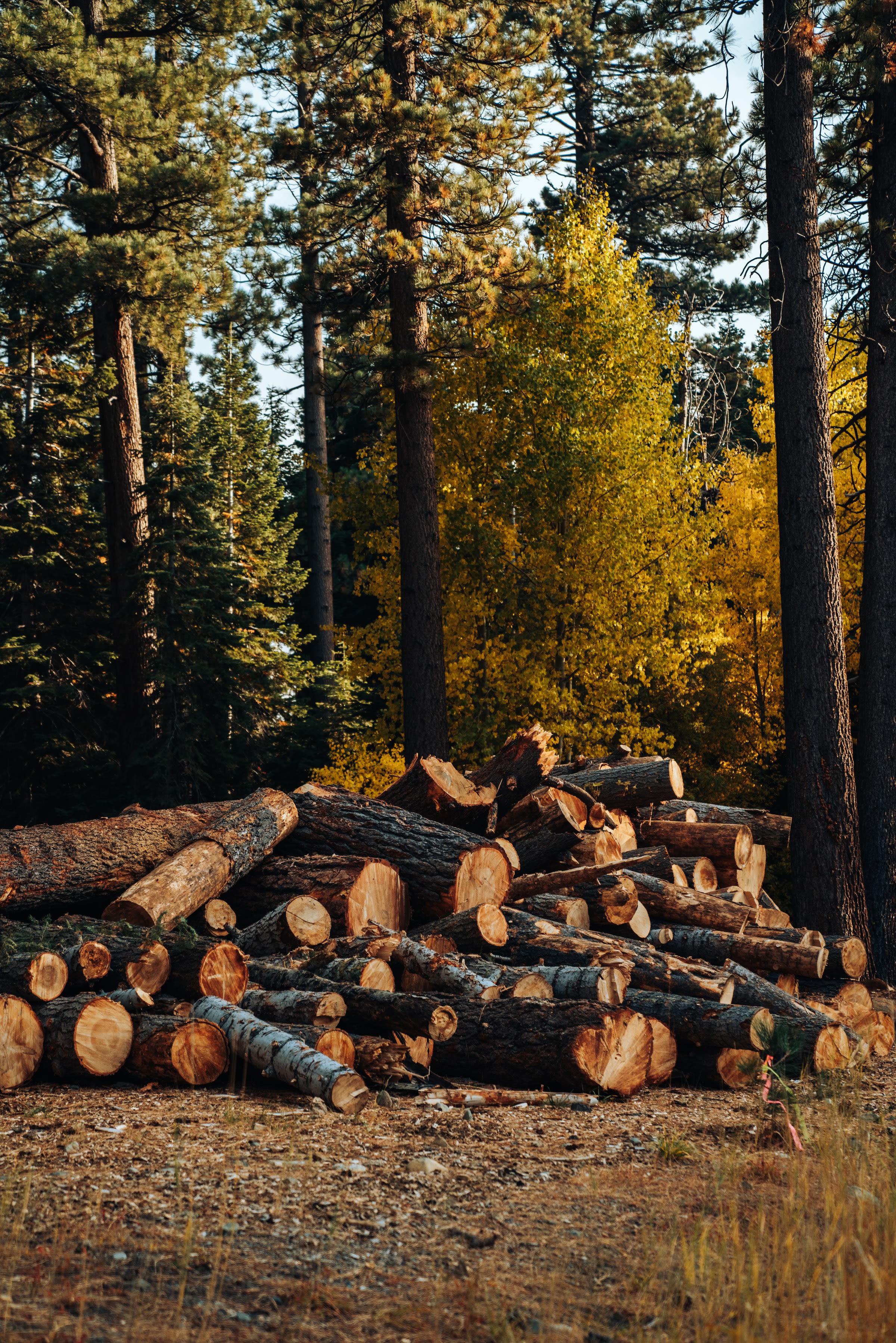 Photo by Meritt Thomas on Unsplash