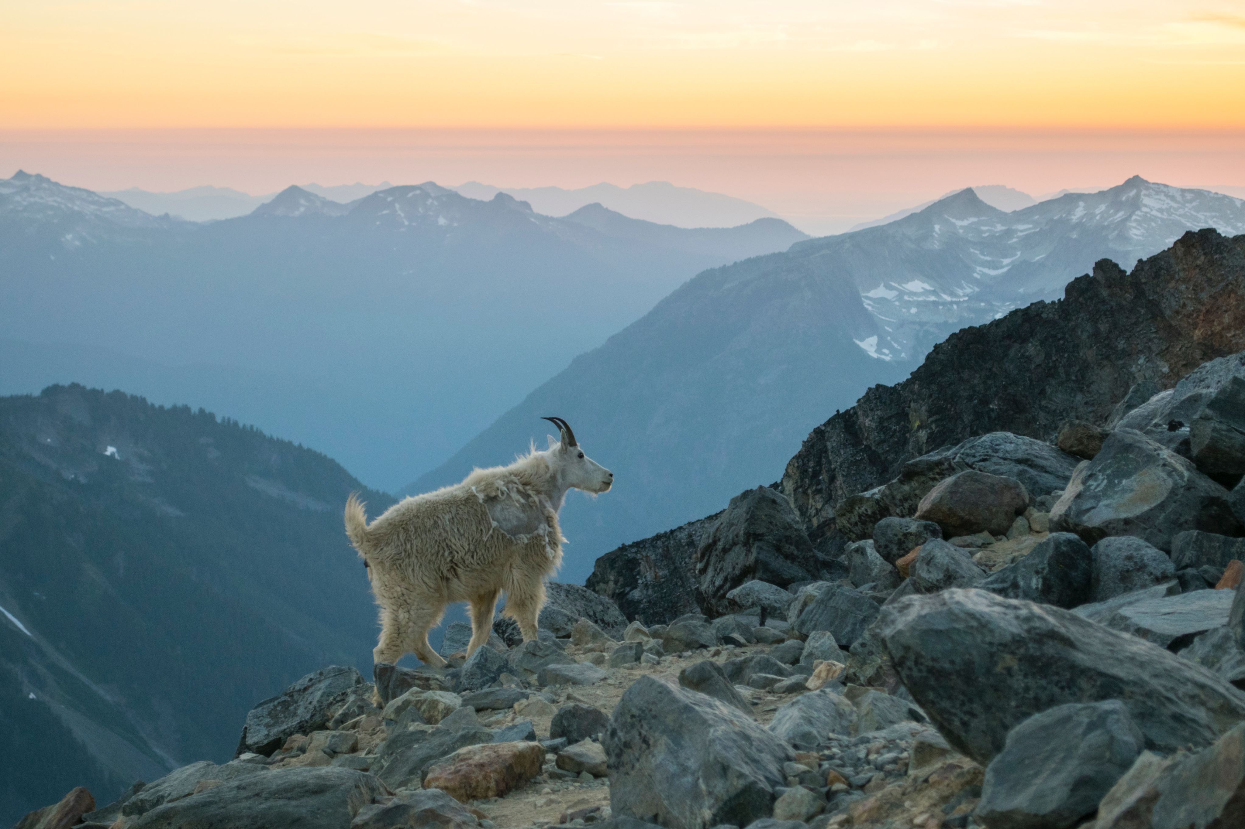 white and brown 4 legged animal on rocky mountain during daytime