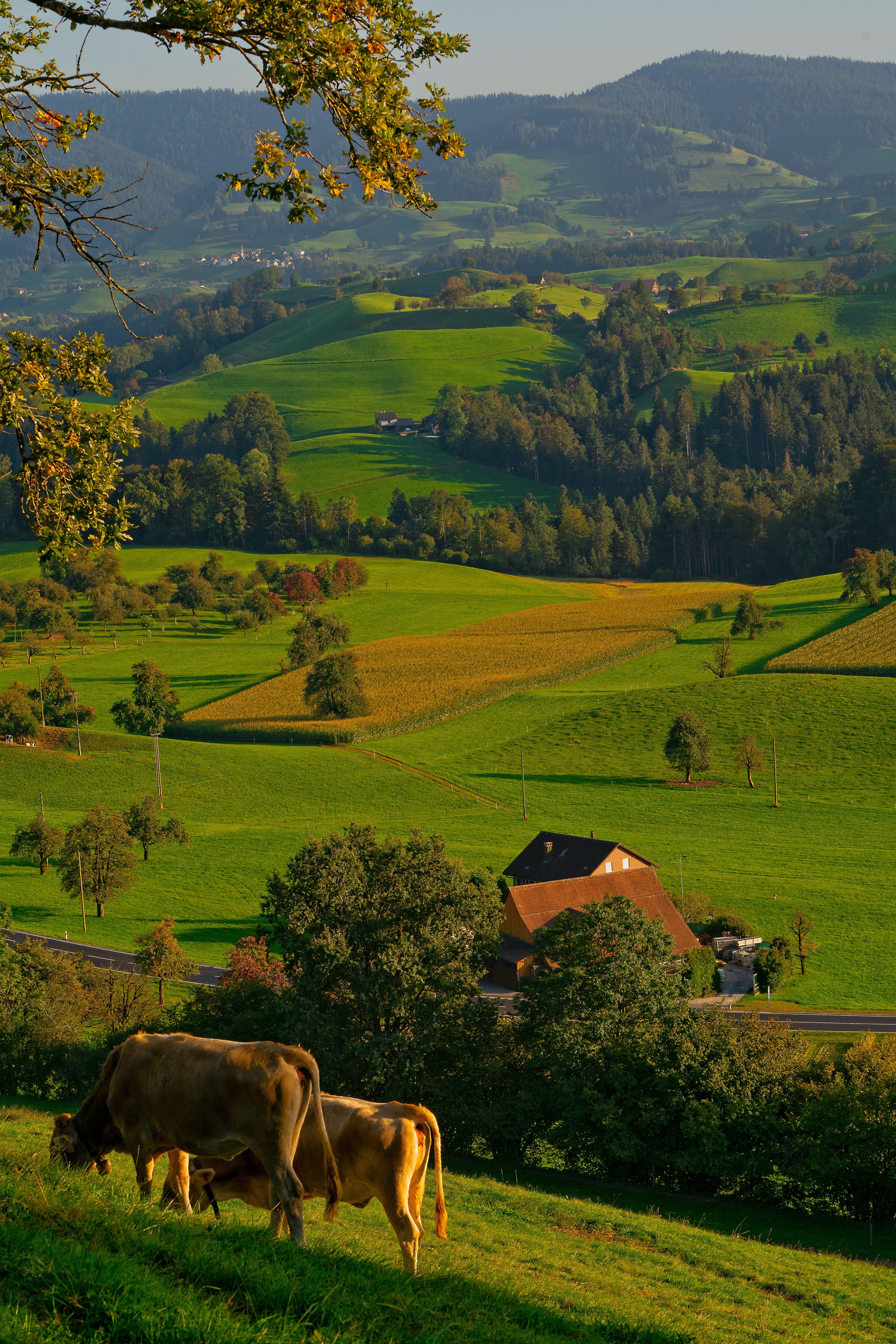 two brown cattle on grass field